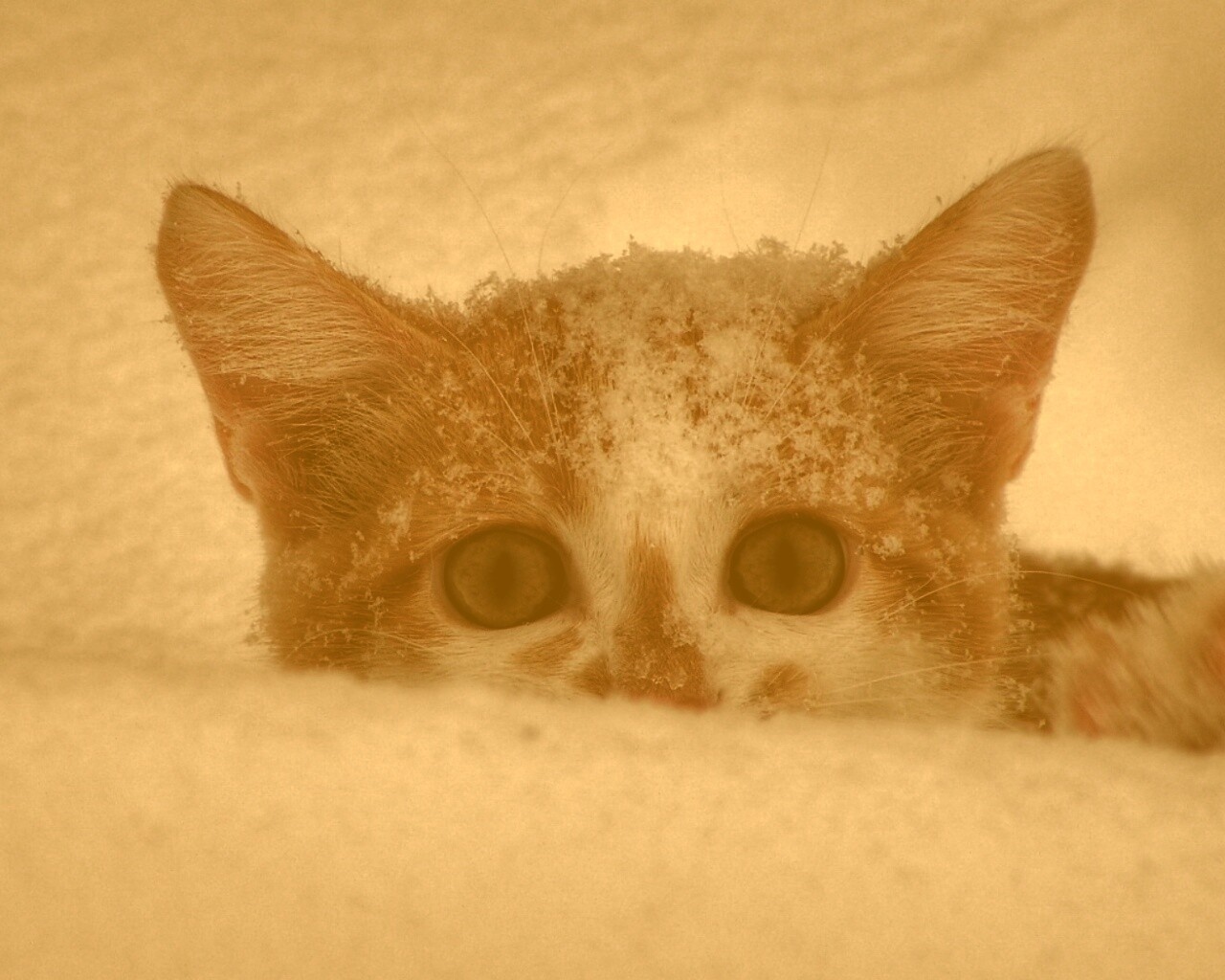 Рыжий котёнок в снегу обои