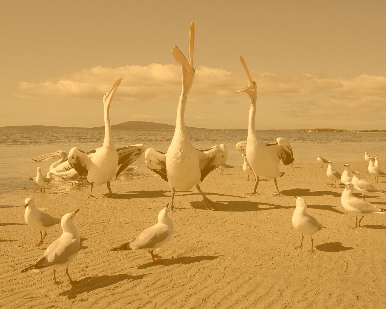 Пеликаны и чайки обои