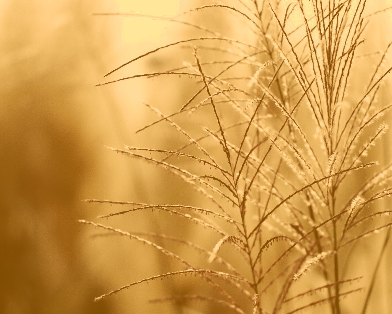 Макро фото растения обои