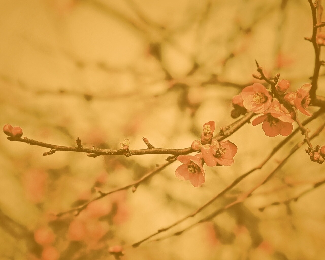 Весеннее цветение обои