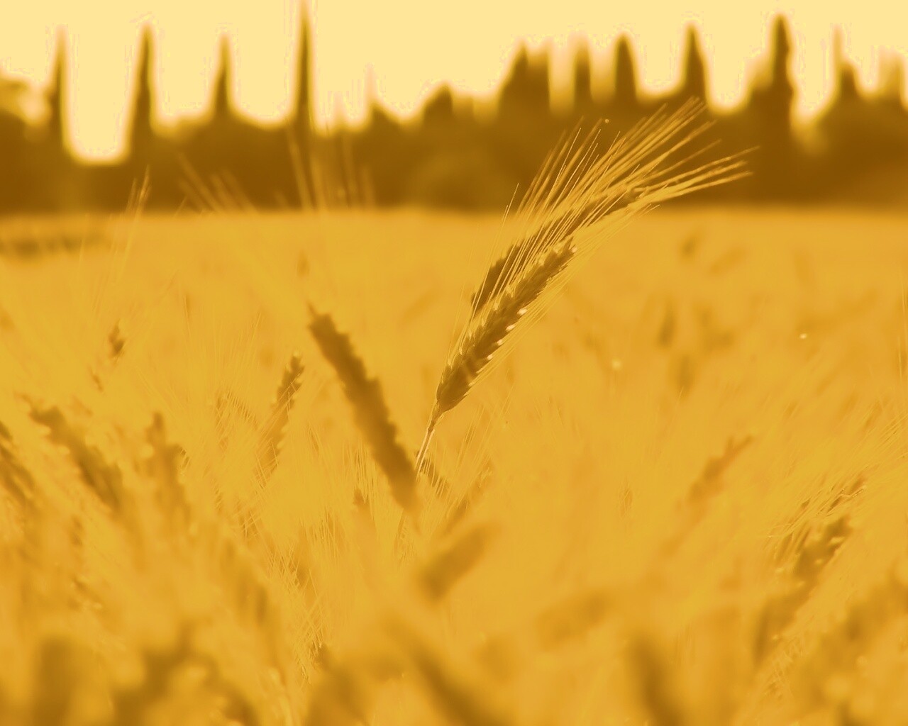 Пшеничное поле обои