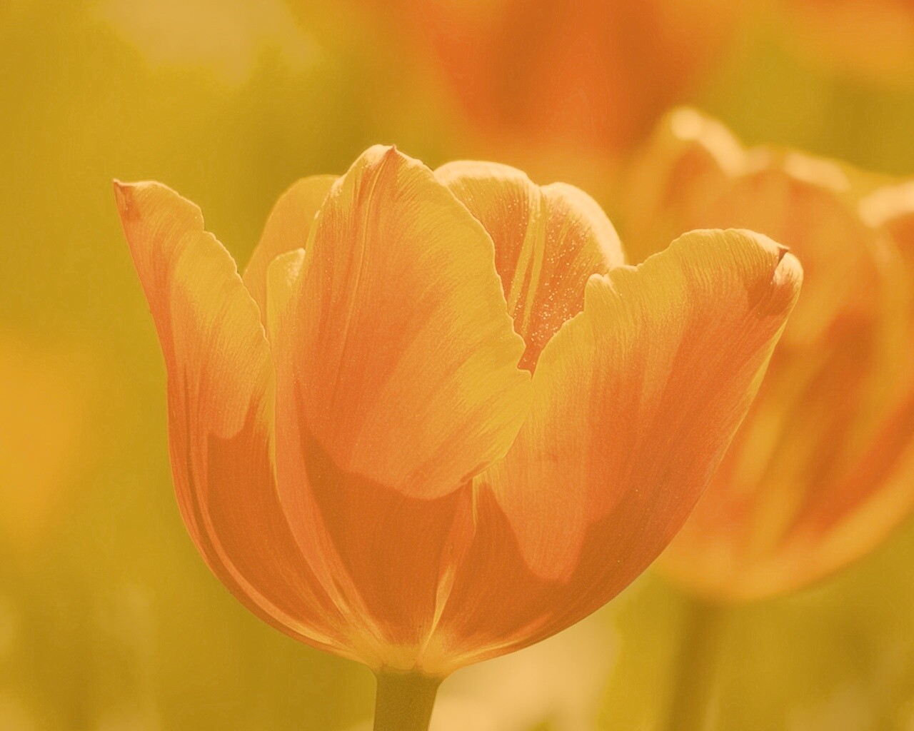 Красно-желтый тюльпан обои