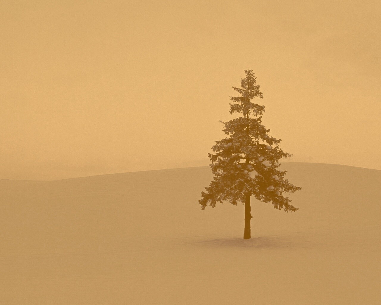 Одинокая ёлка обои