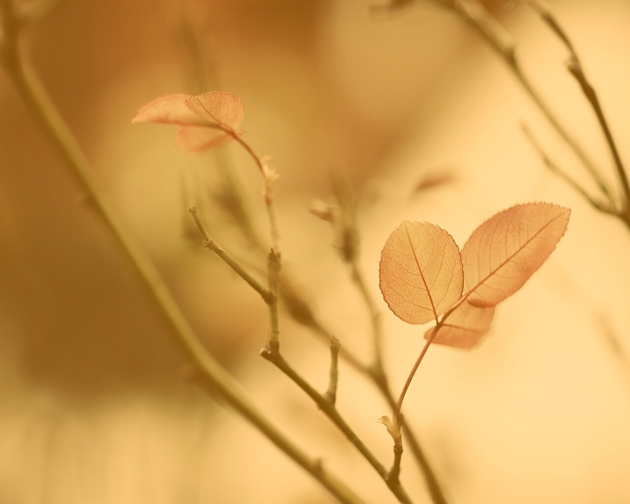 Красные листики обои