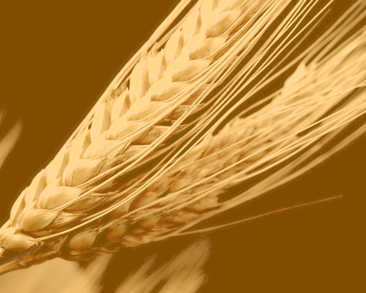 Пшеничный колос обои