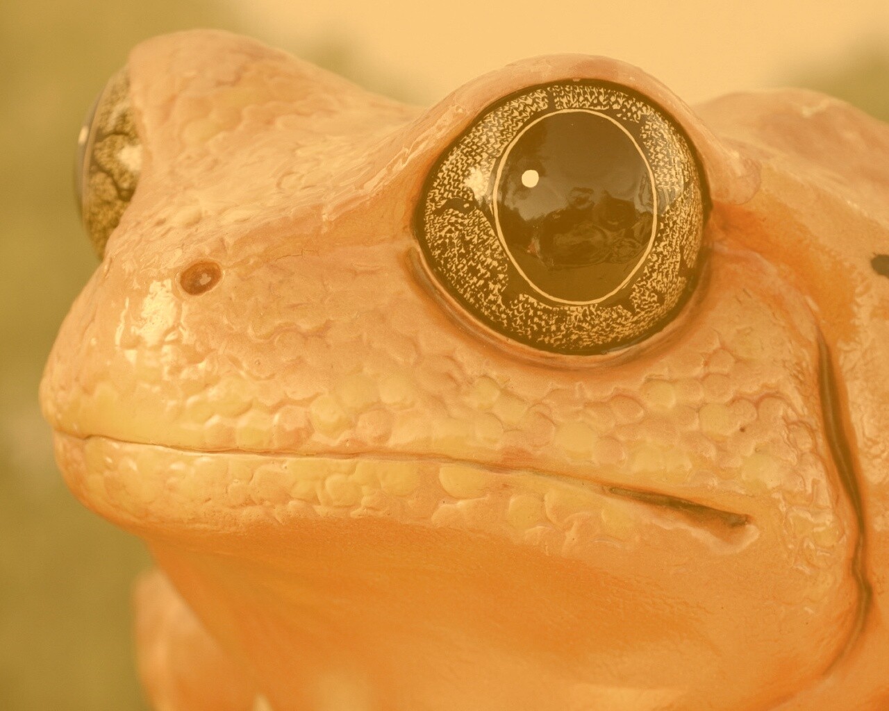 Красная лягушка обои