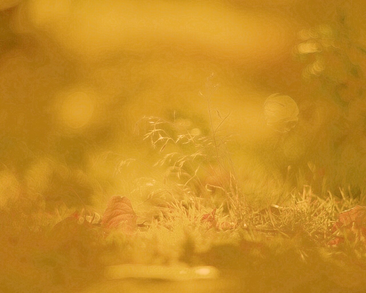 Осенняя травинка обои