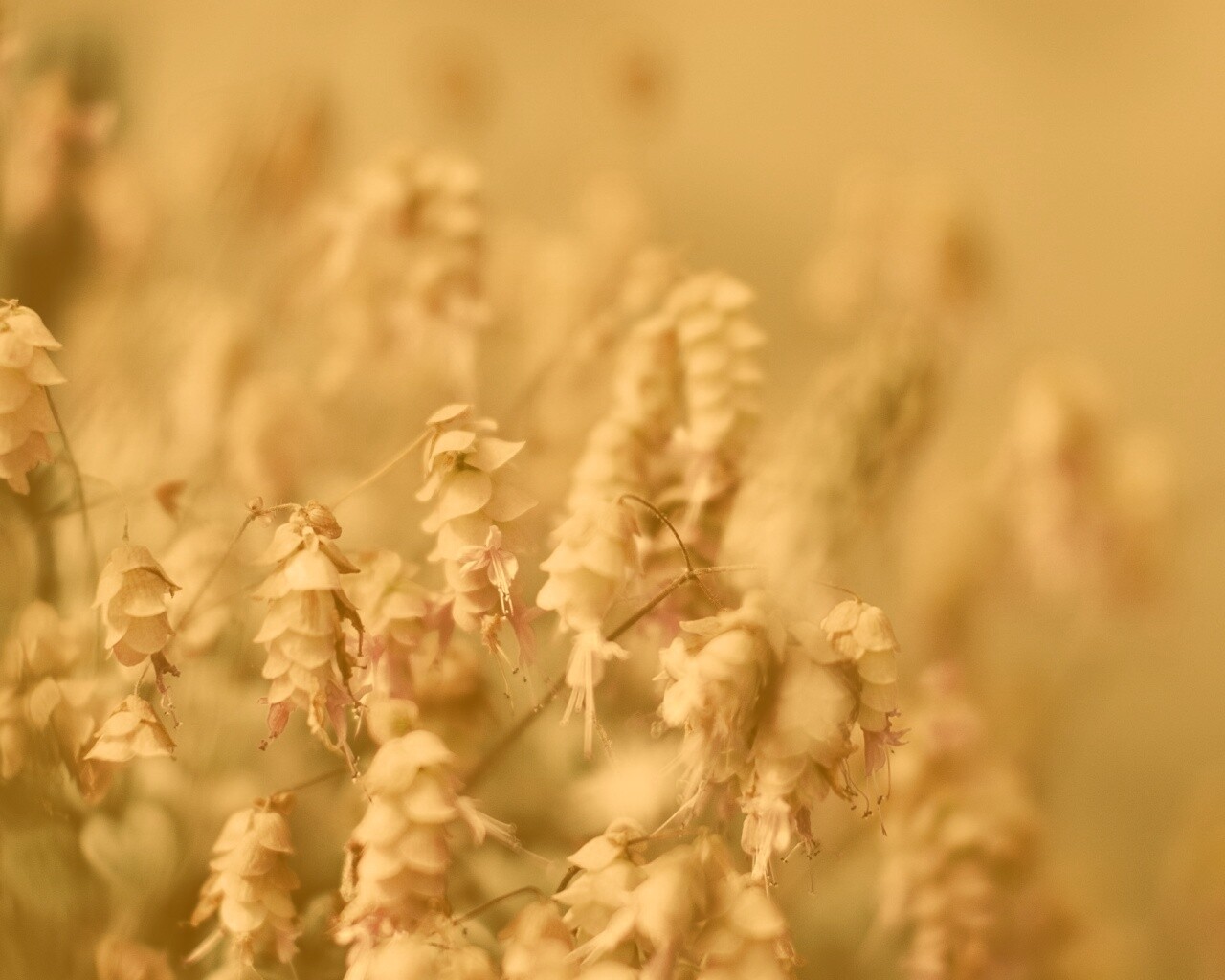 Висящие цветочки обои