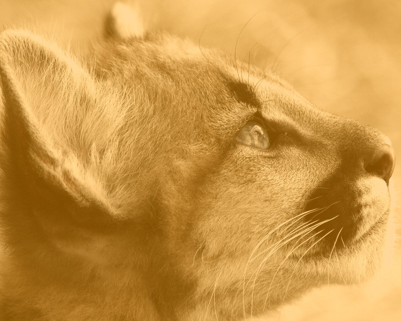 Оцелот смотрит вдаль обои