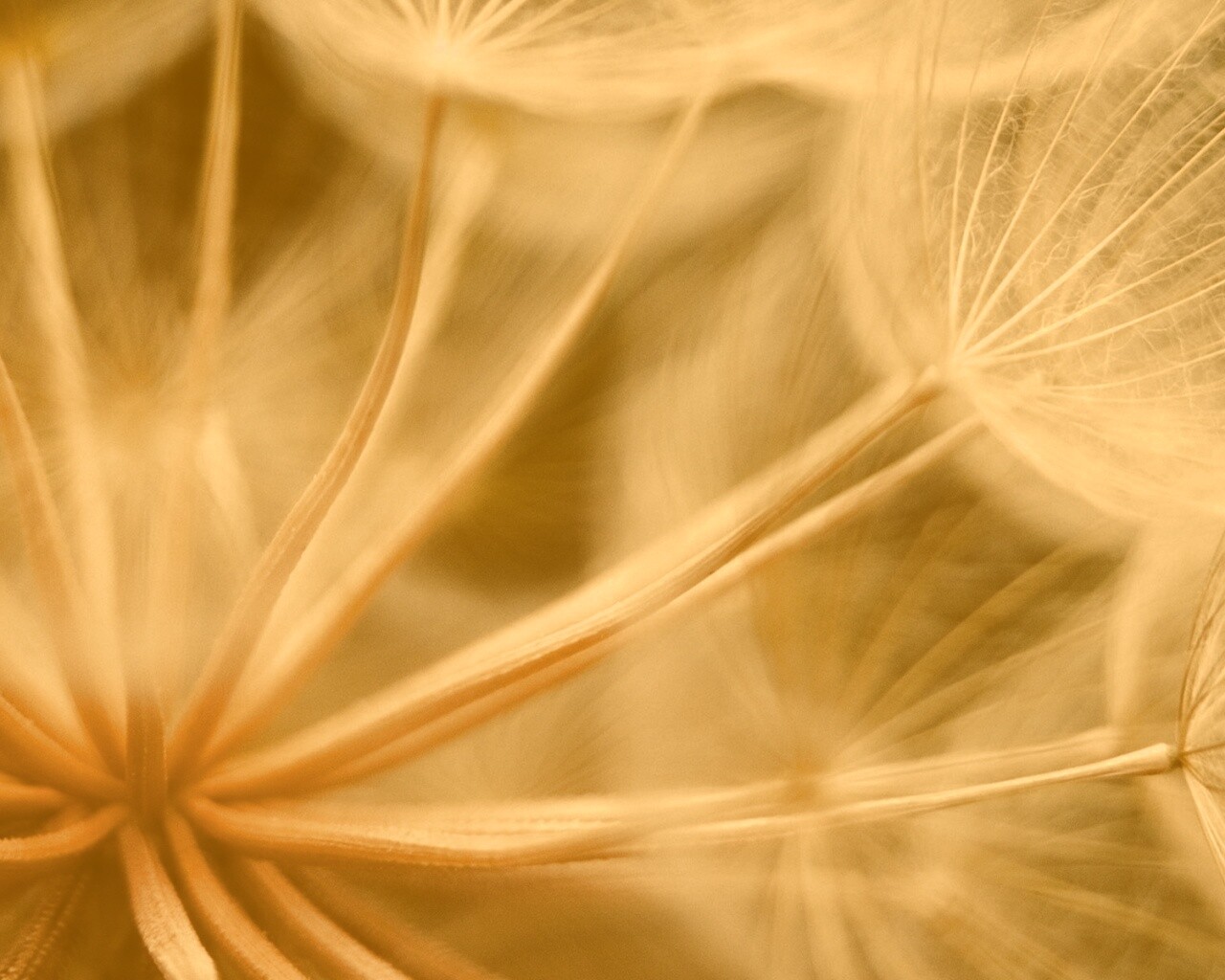 Одуванчик макро обои