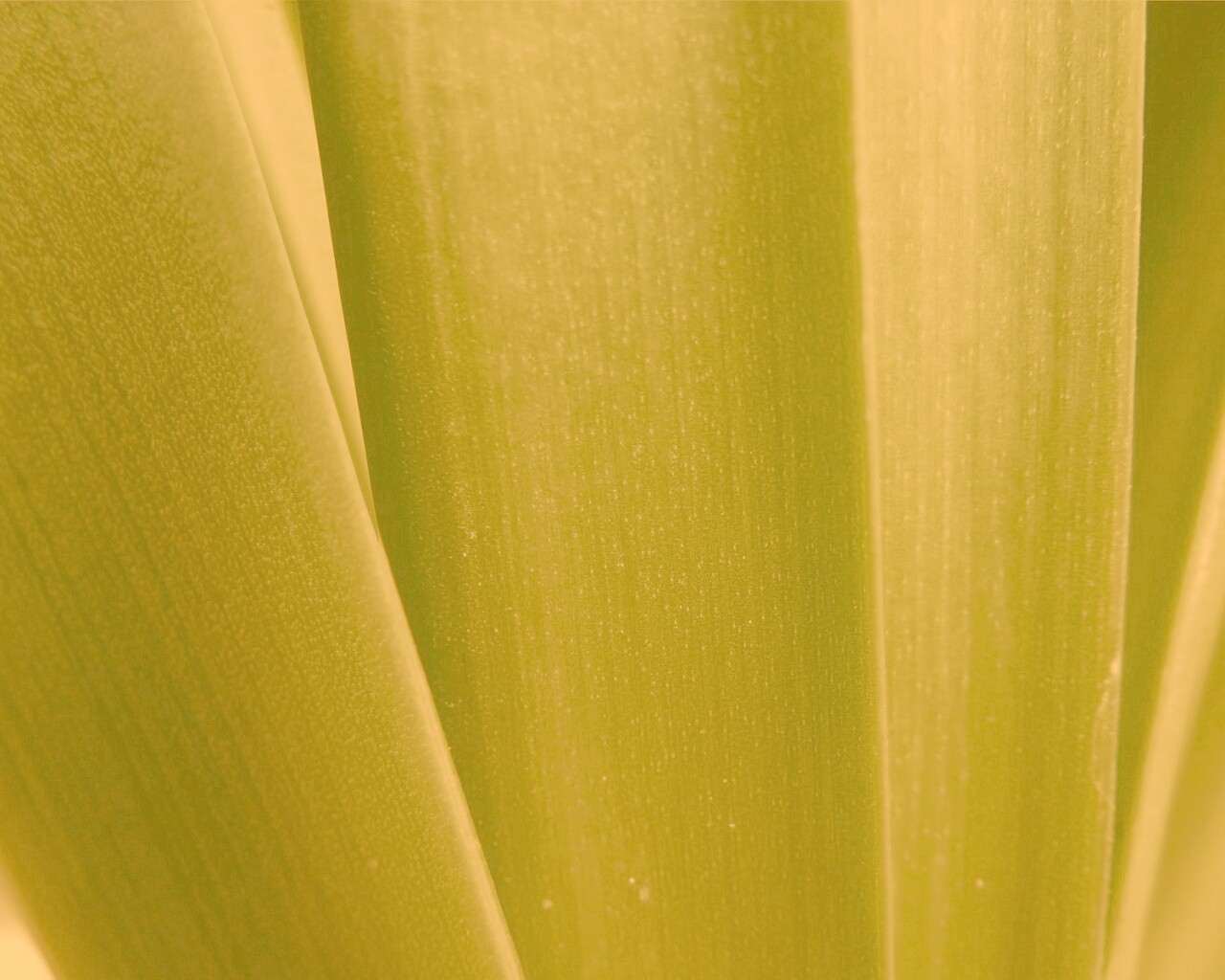 Сочная травинка обои