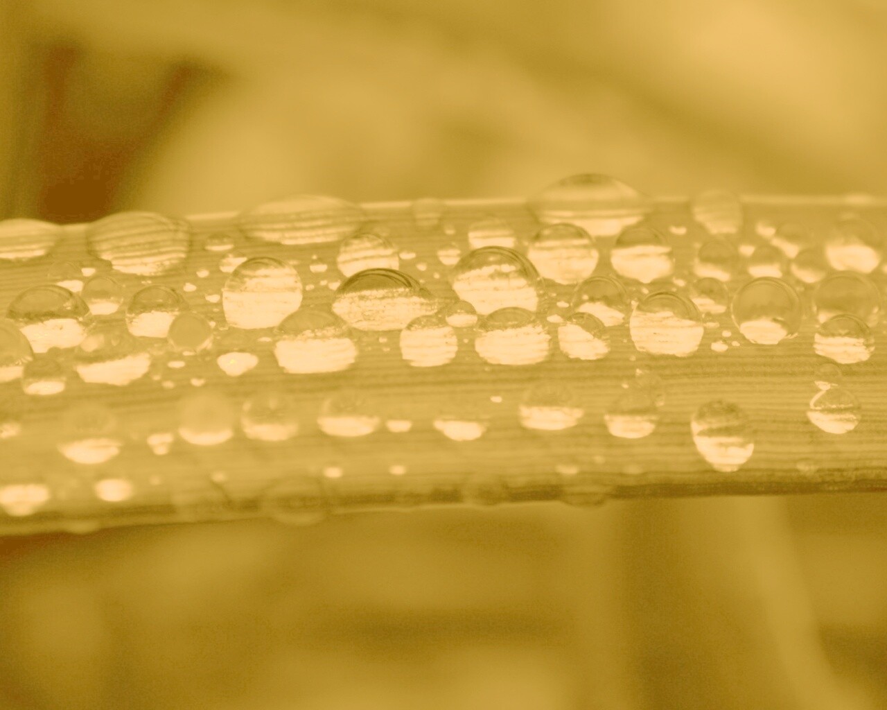 Капли на травинке обои