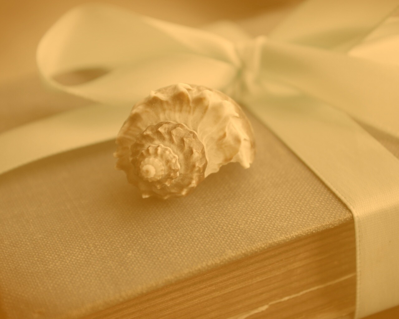 Ракушка на подарочном альбоме обои