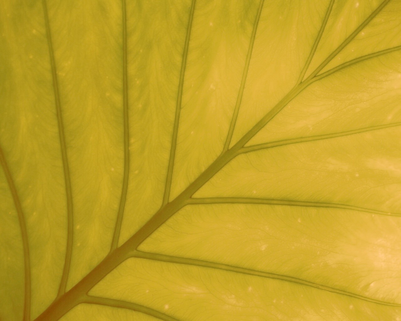 Макро фото листа обои