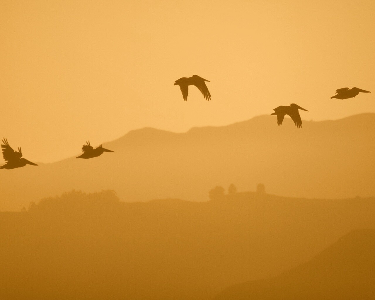 Взлетающие птицы обои