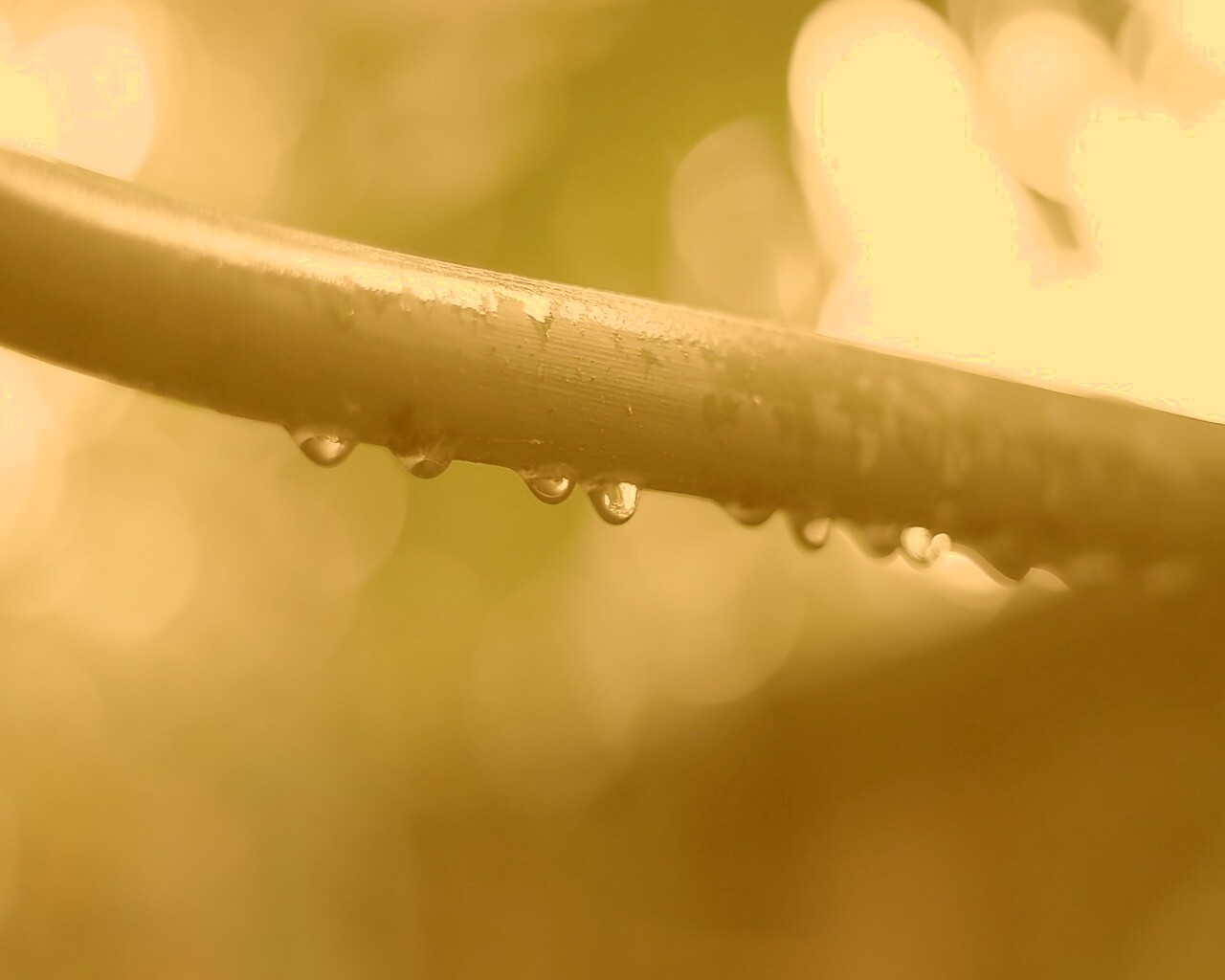Капли на стебле обои