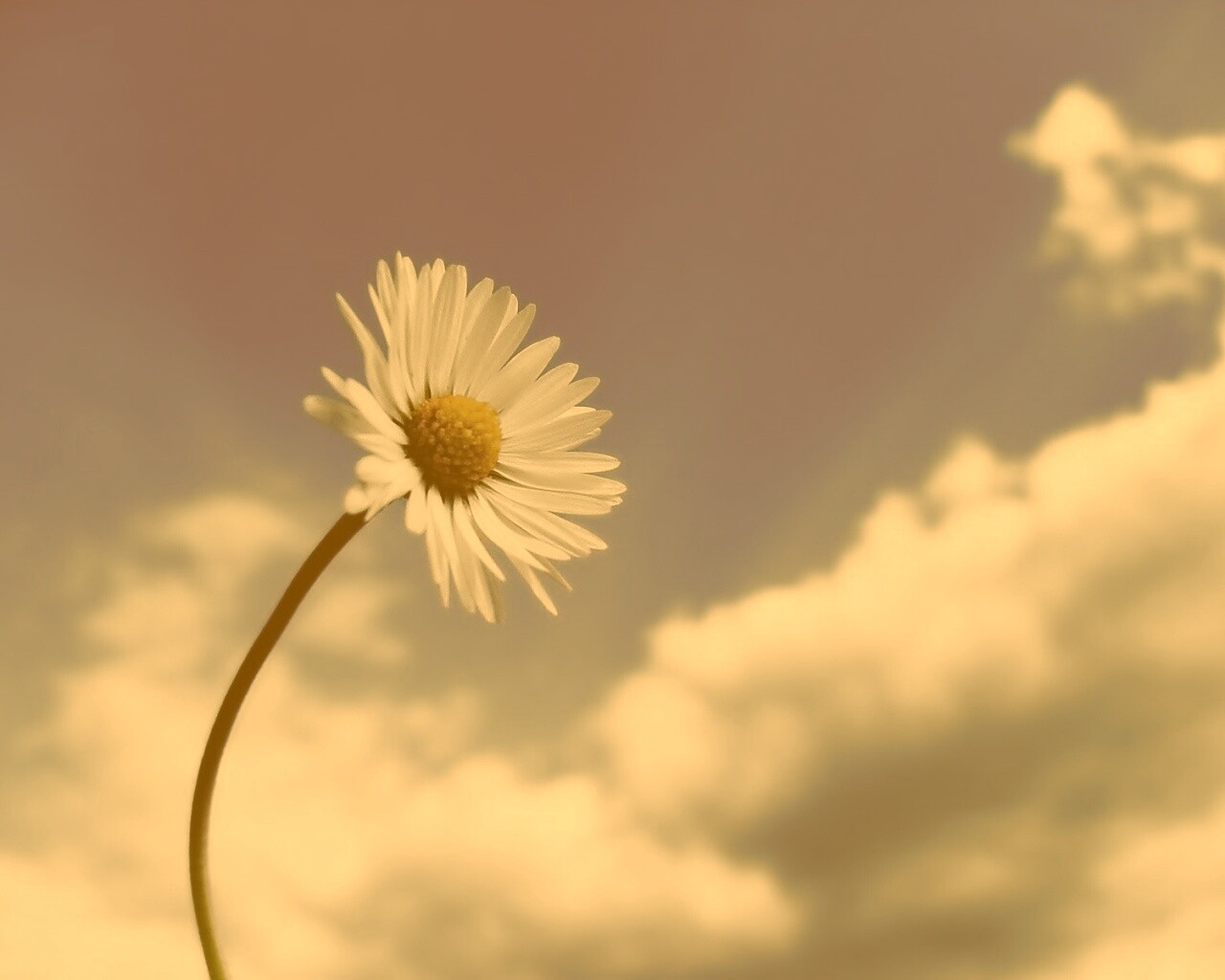 Ромашка на фоне неба обои