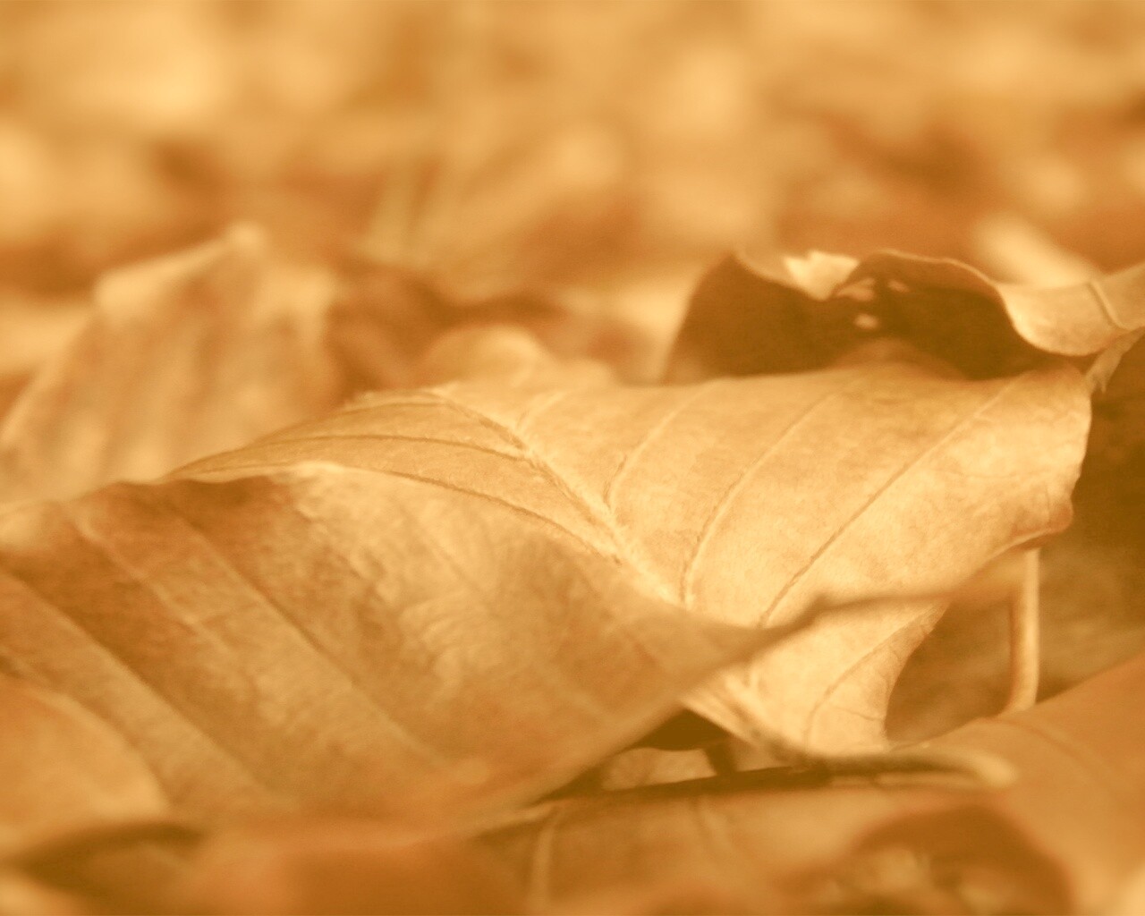 Мертвые листья обои