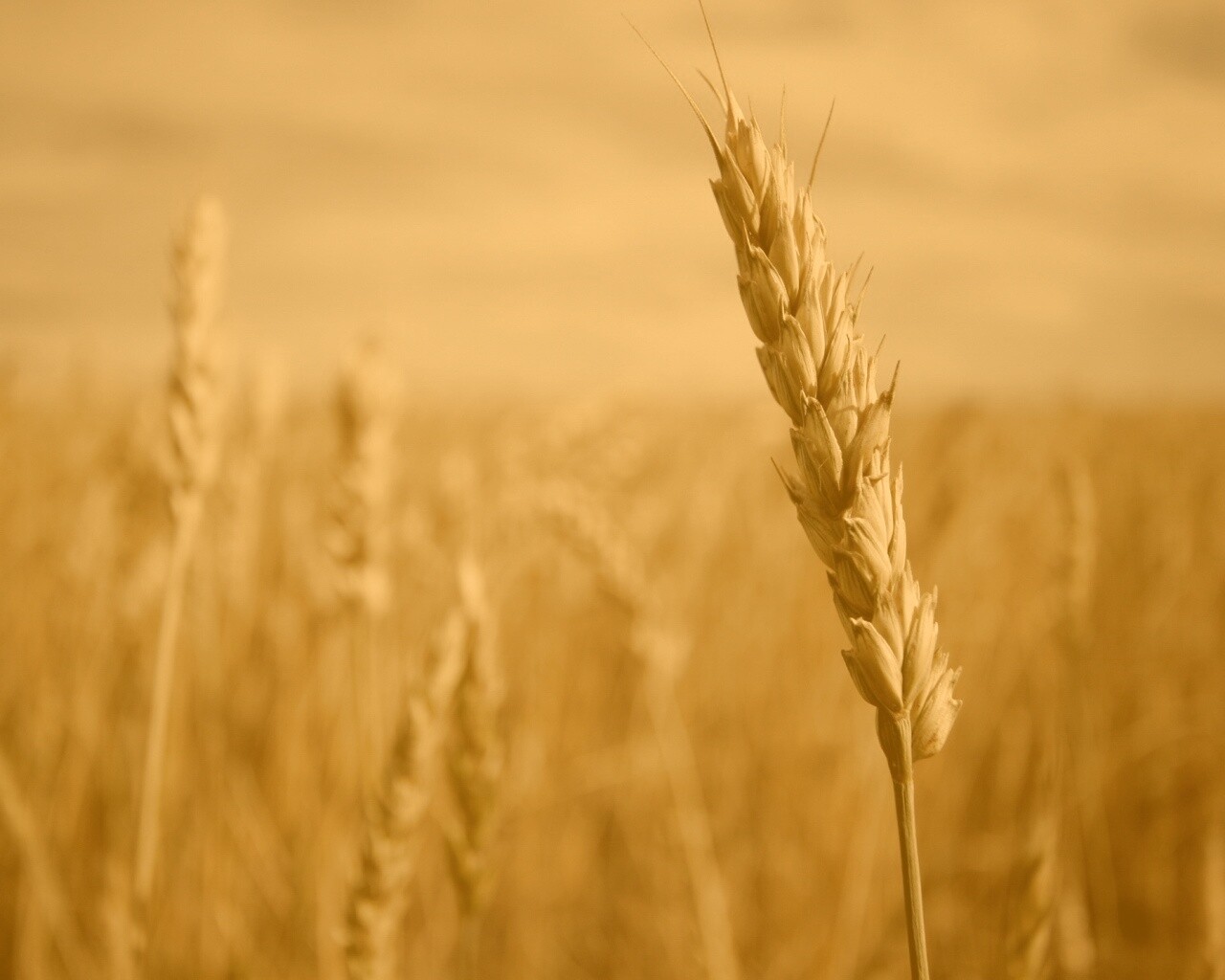 Колосок обои