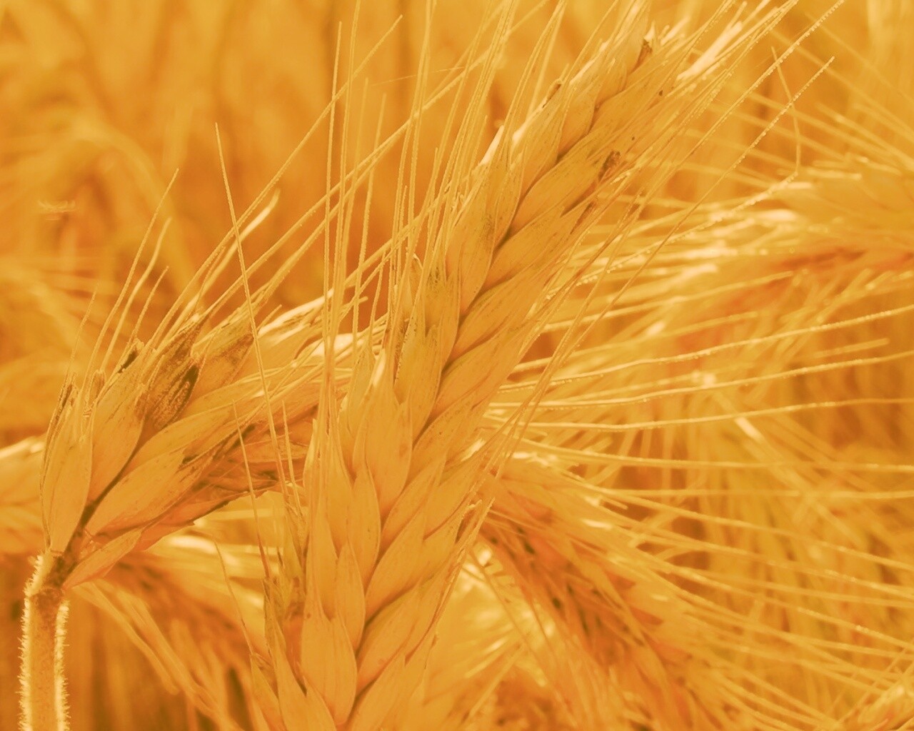 Зреющий колос обои