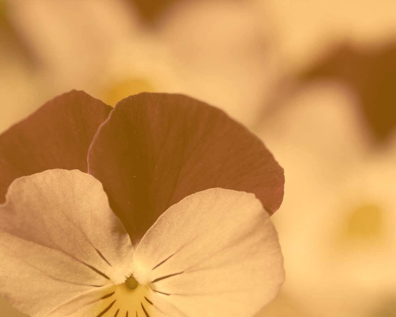 Фиолетовые цветы обои