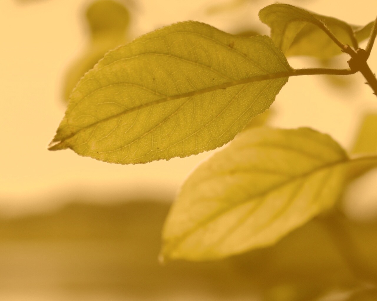 Три листа обои