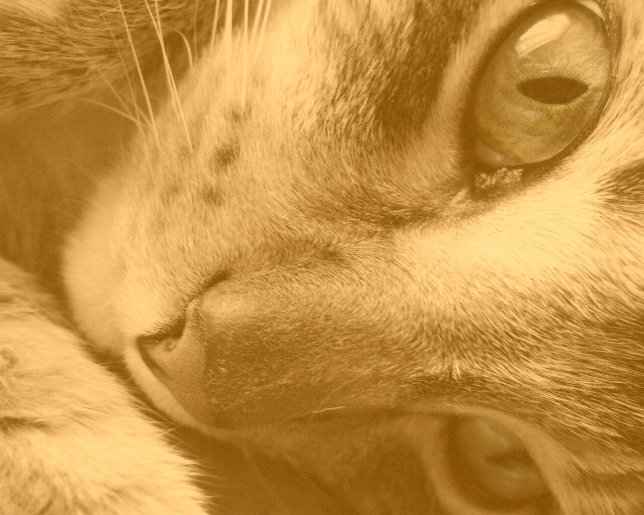 Мордашка кота крупным планом обои