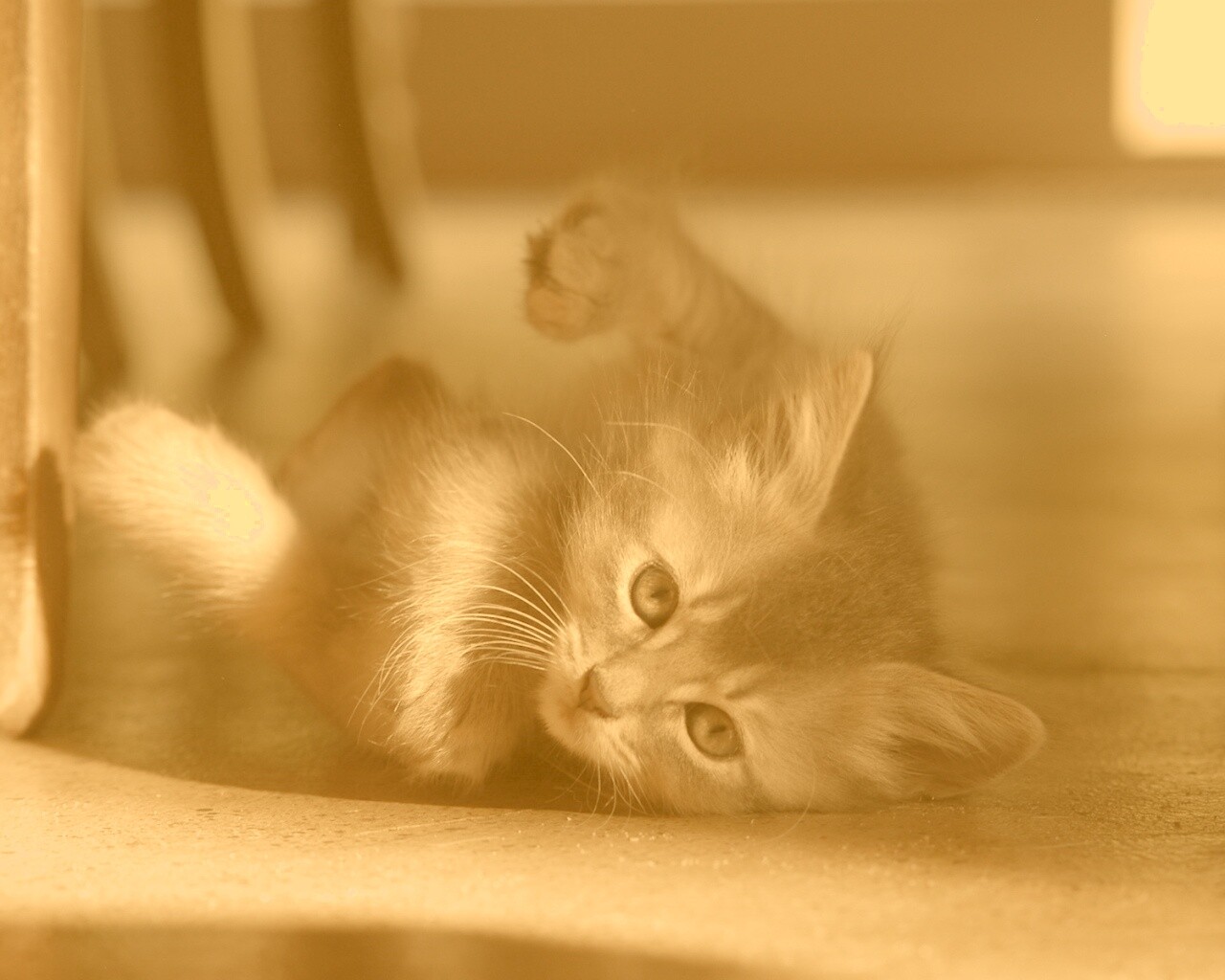 Котенок играет под стулом обои