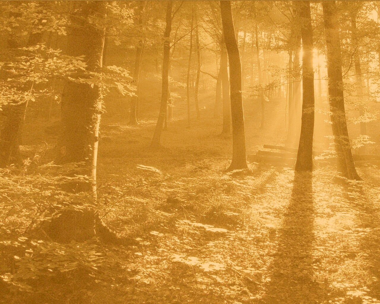 Лес в золотом сиянии обои