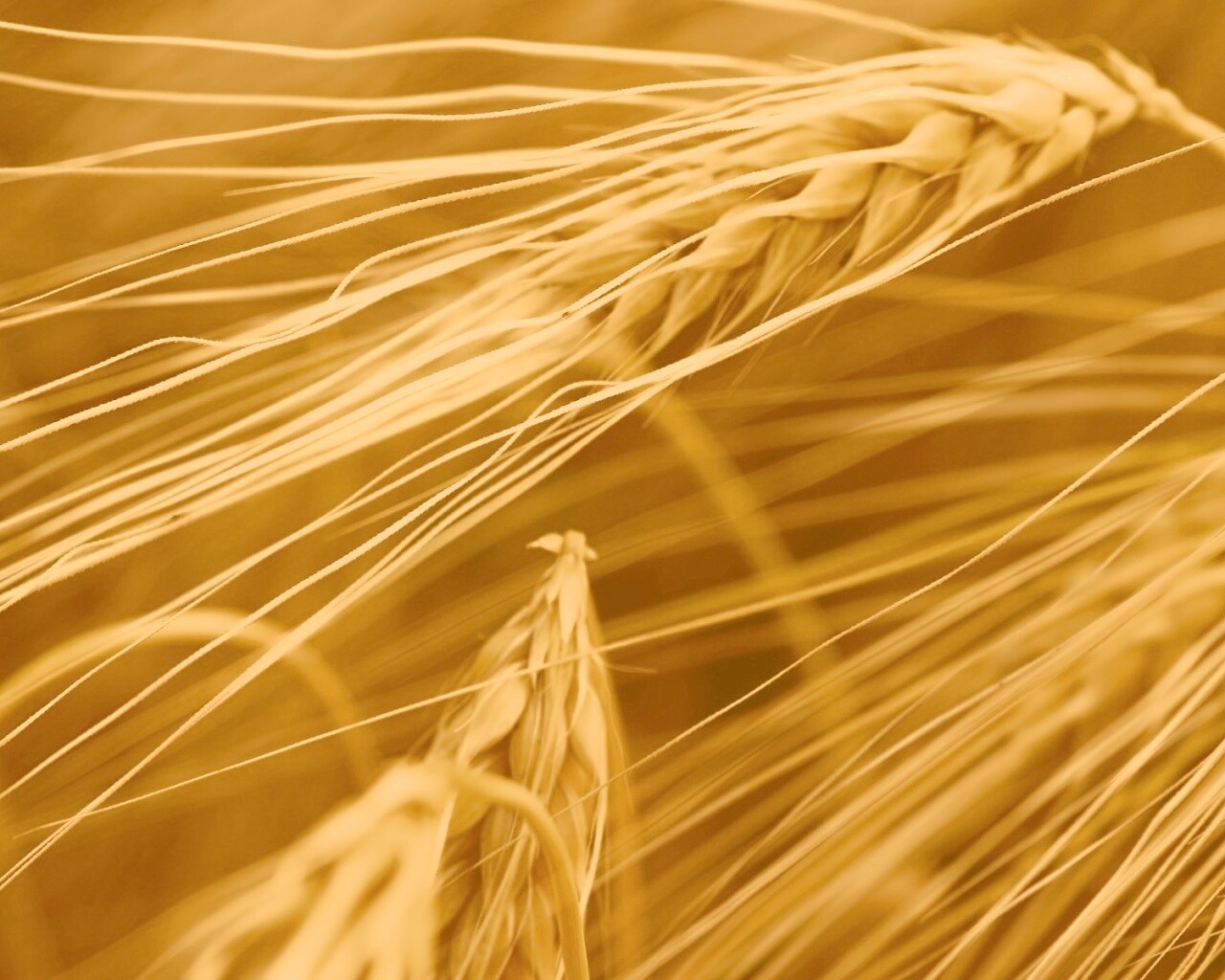 Лохматые колосья обои