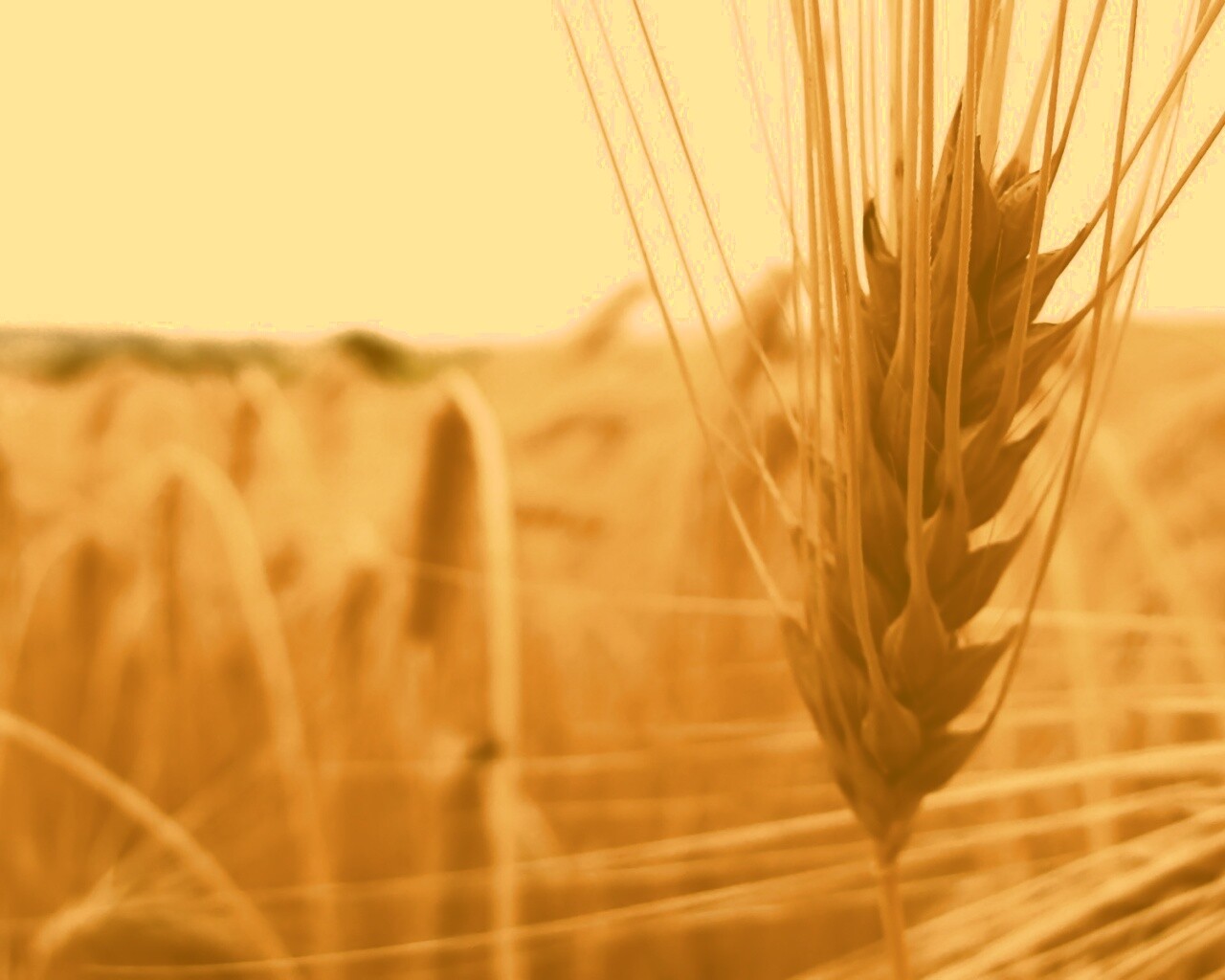 Короткий колос обои