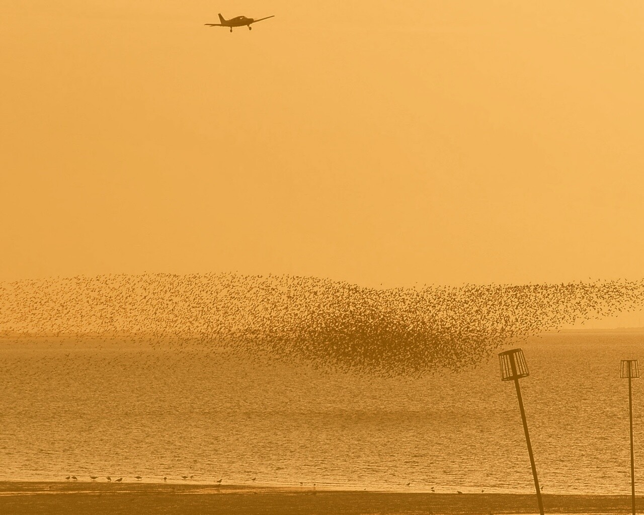 Взлетающая стая птиц обои