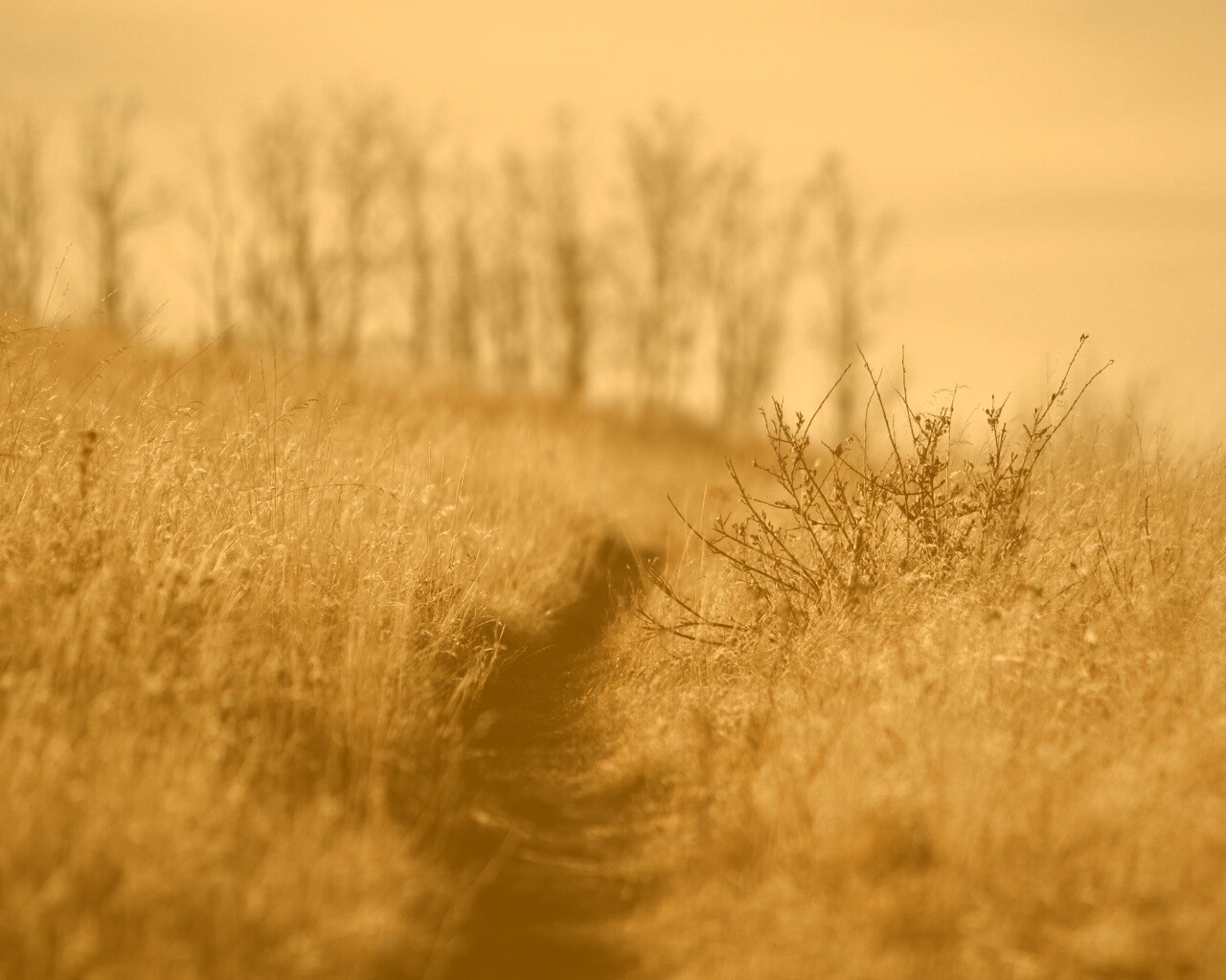 Тропинка в поле обои