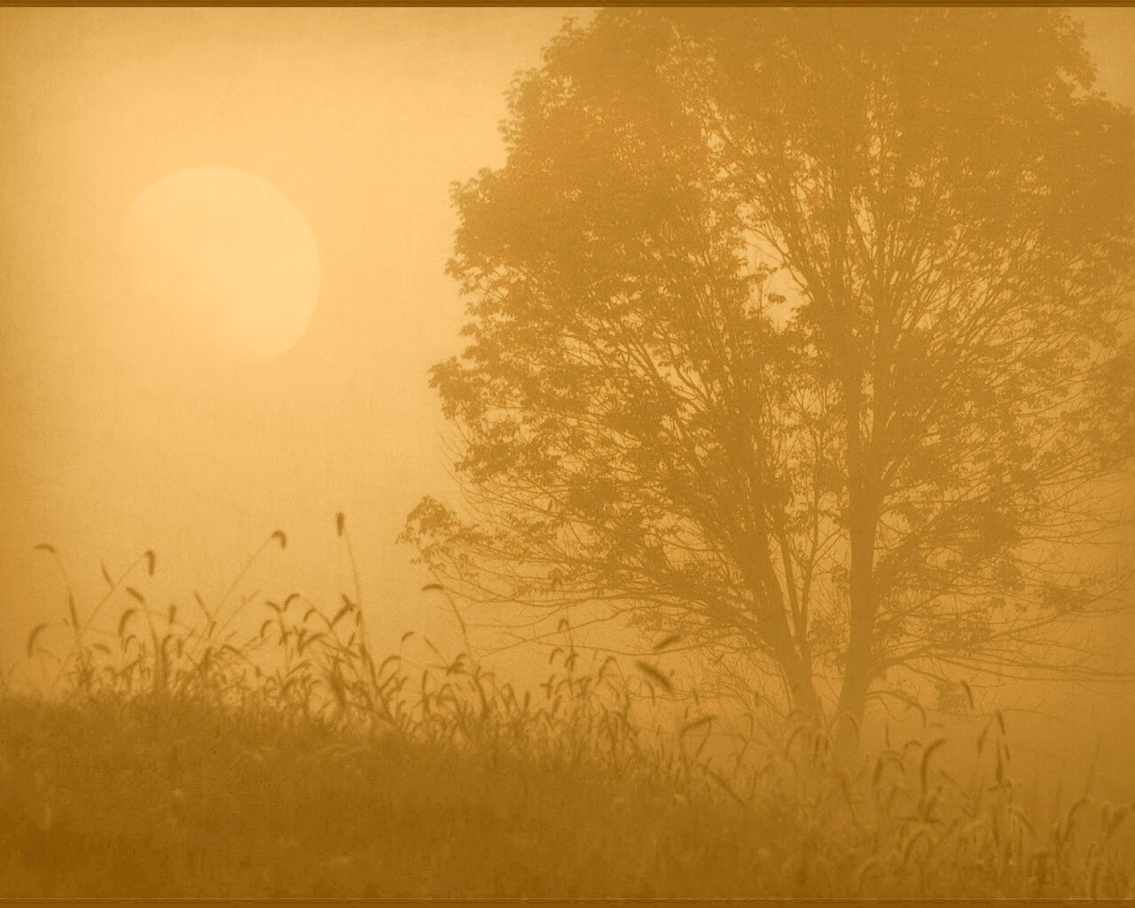 Дерево ночью обои