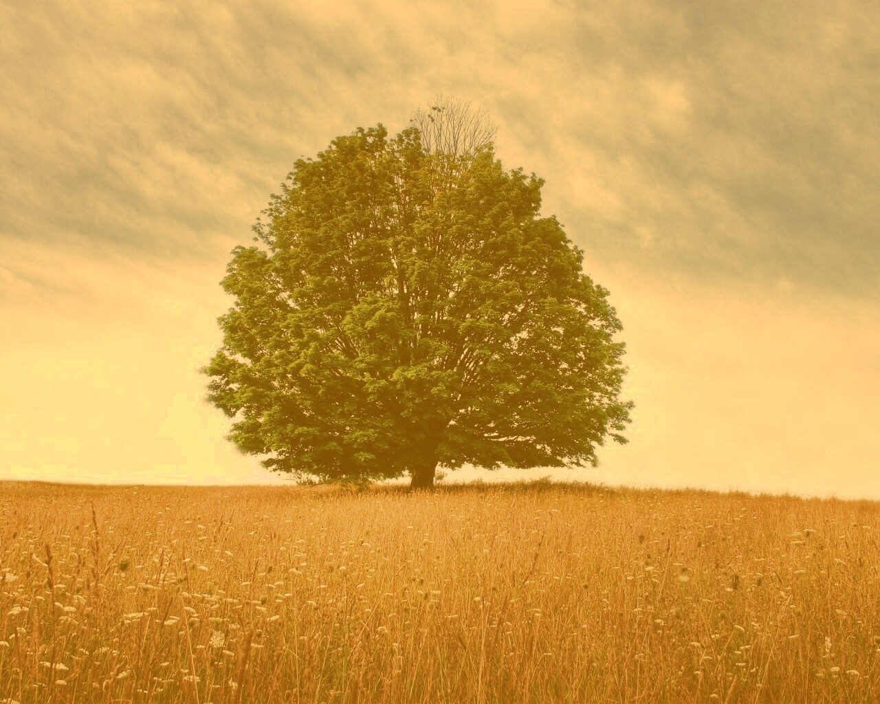 Зеленое дерево в желтом поле обои