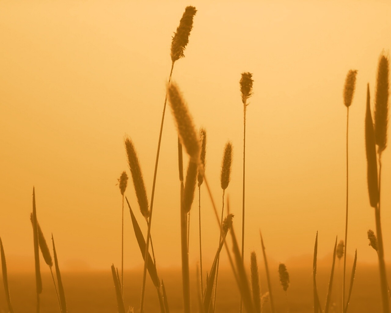 Травинки на закате обои