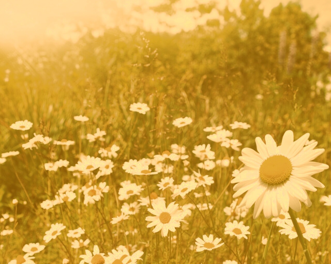 Солнечные ромашки обои