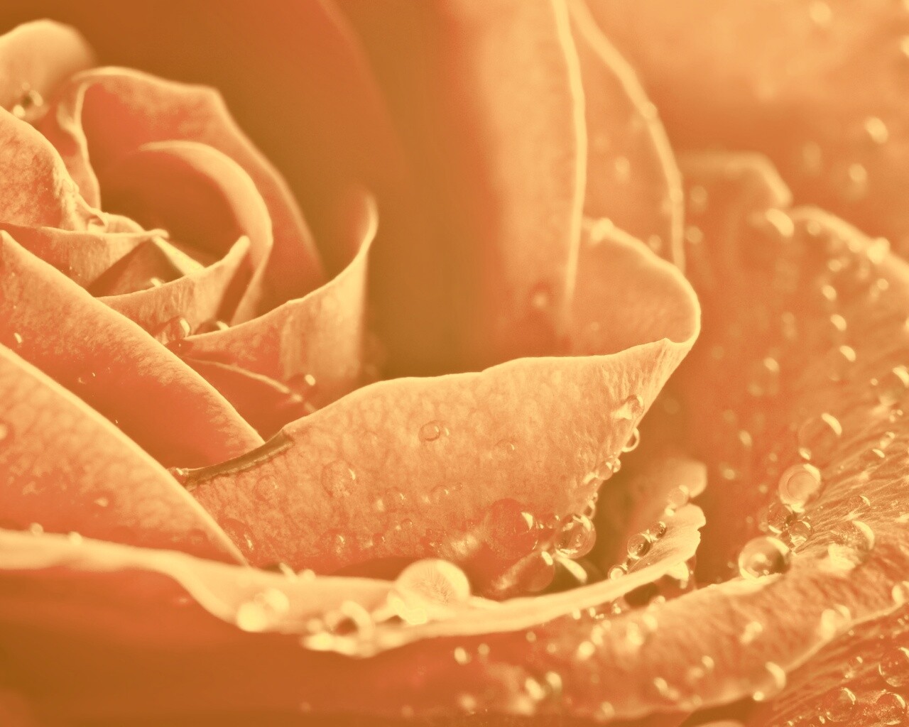 Капли на бутоне розы обои