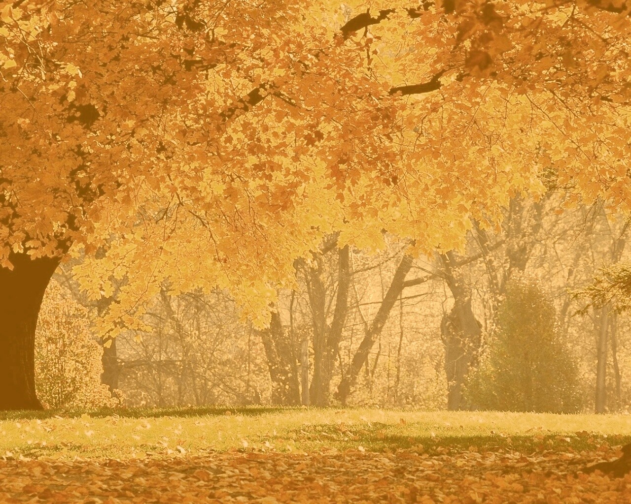 Размашистое осеннее дерево обои