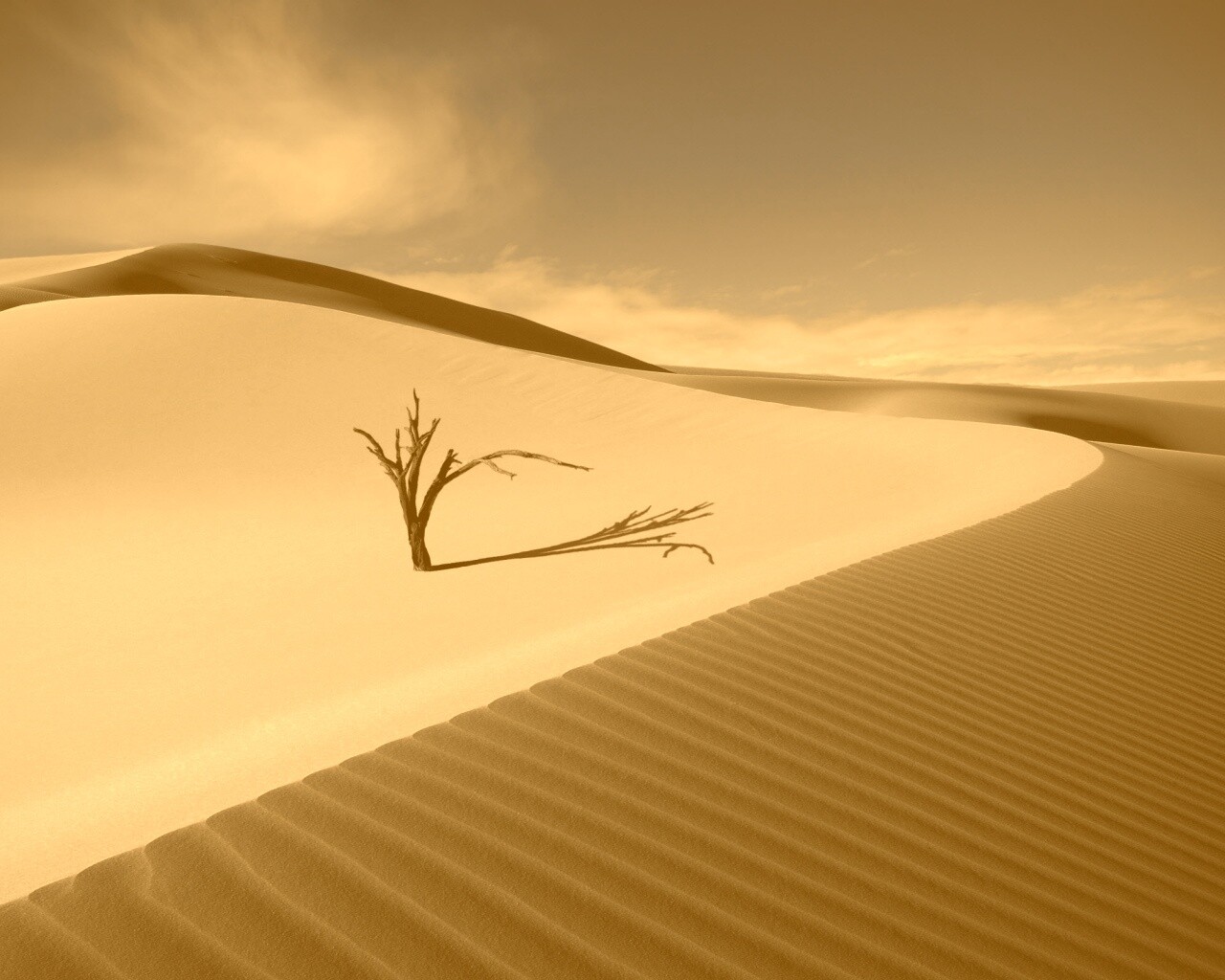 Сухостой в пустыне обои