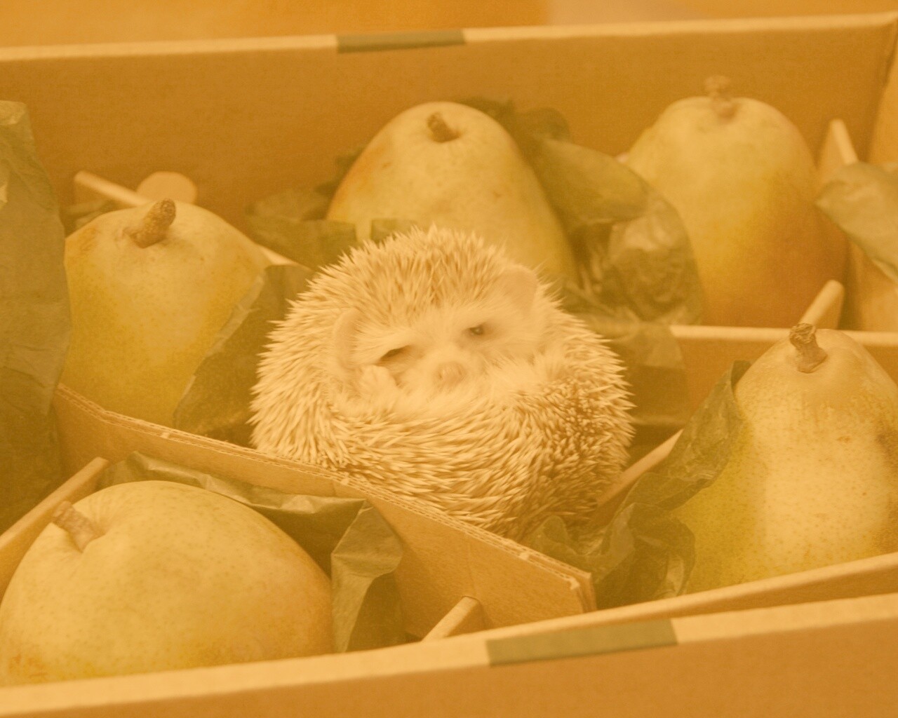 Ёжик в грушах обои