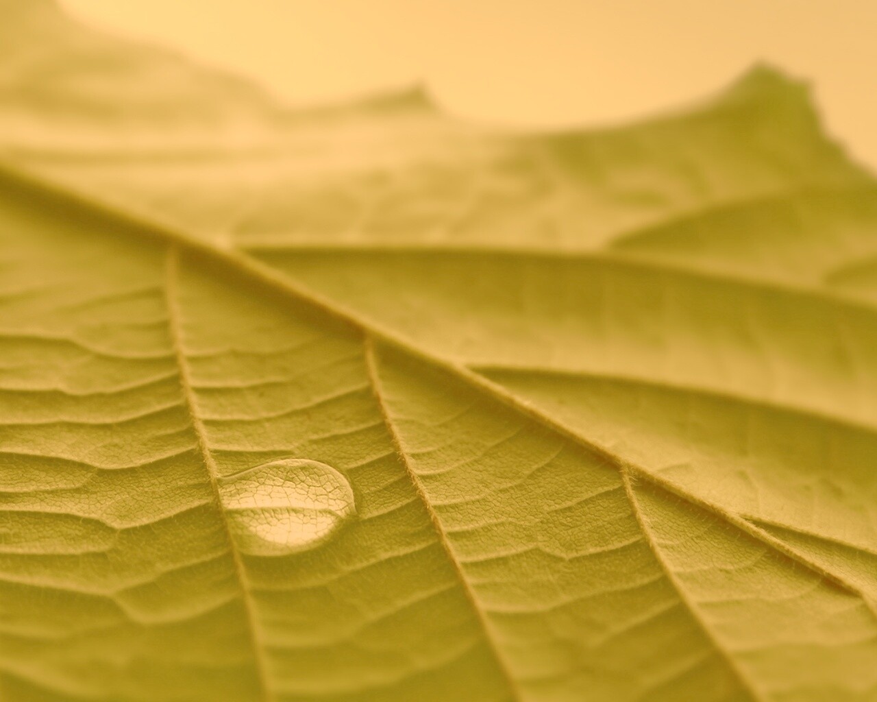 Капля на листе обои