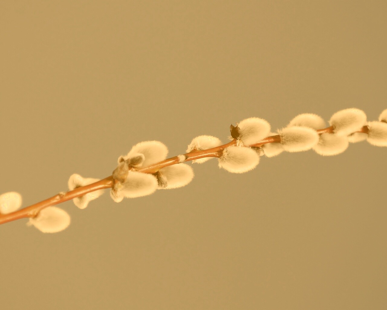 Пушистые почки обои