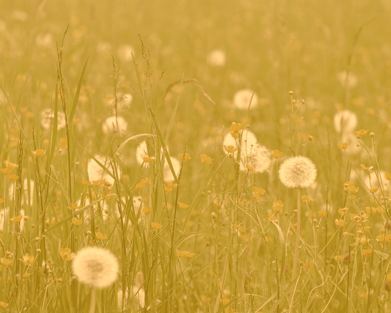 Поле одуванчиков обои
