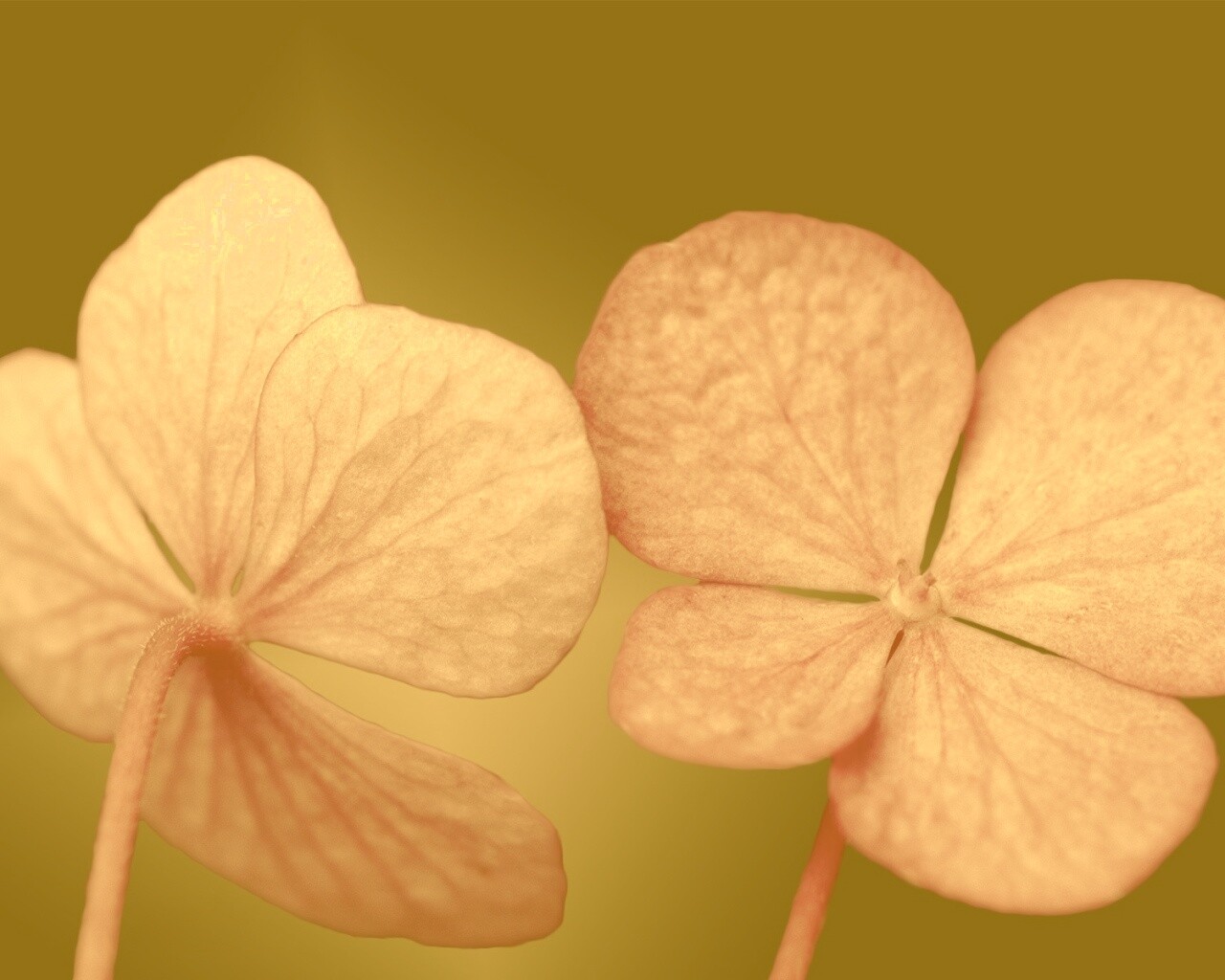 Розовые лепрестки обои