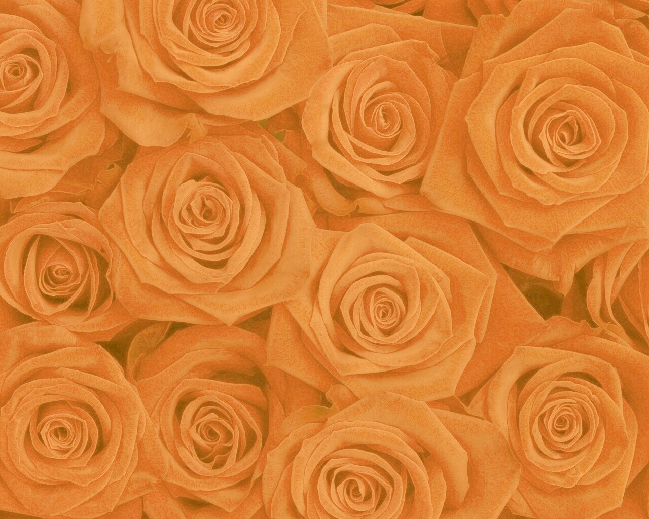 Букет красных роз обои