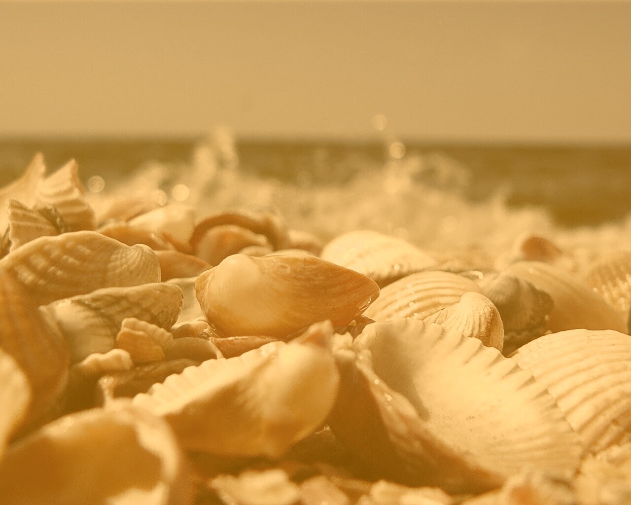 Морские ракушки обои