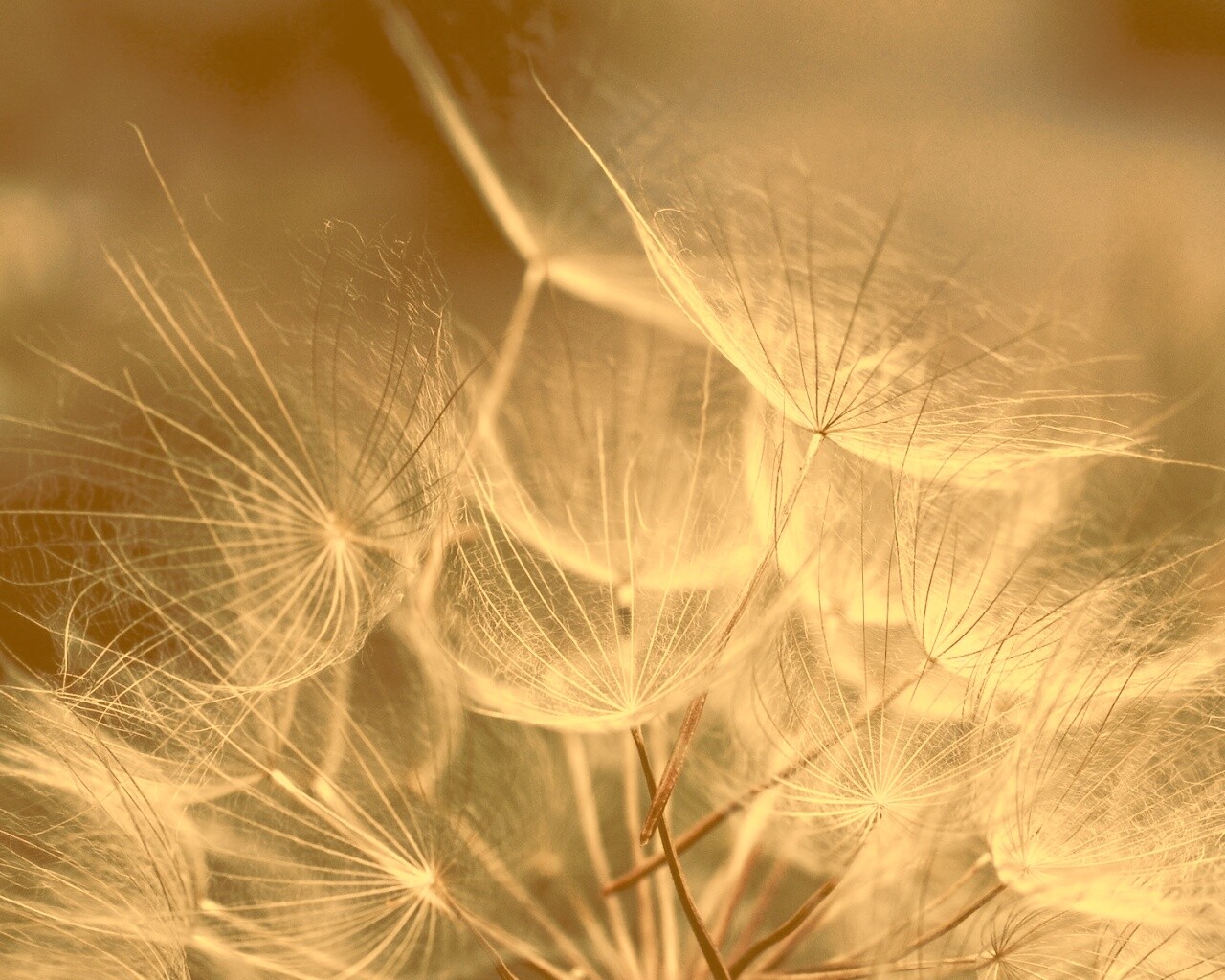 Семена одуванчика обои