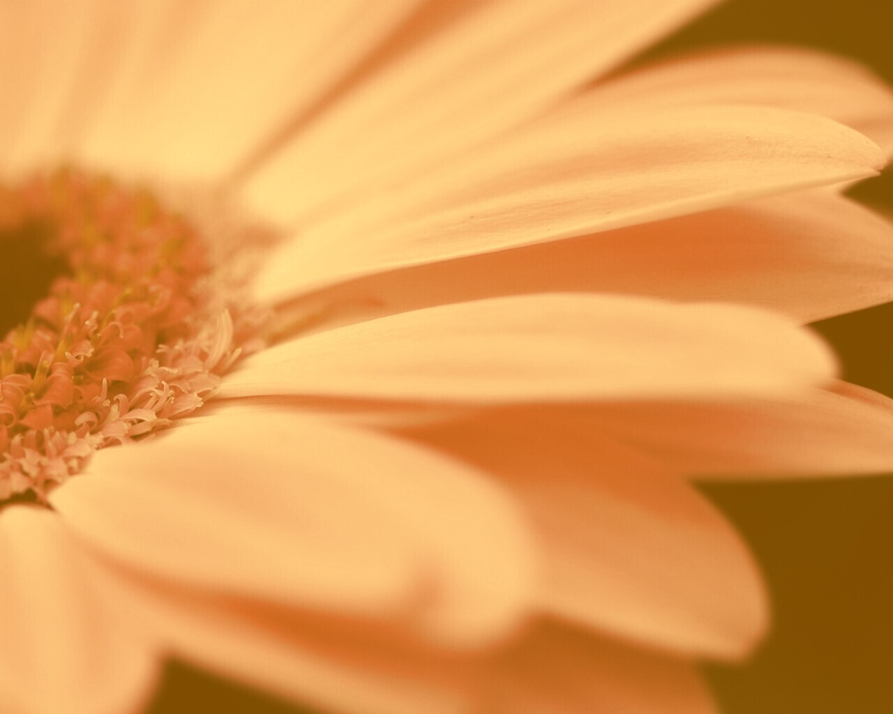 Гербер обои