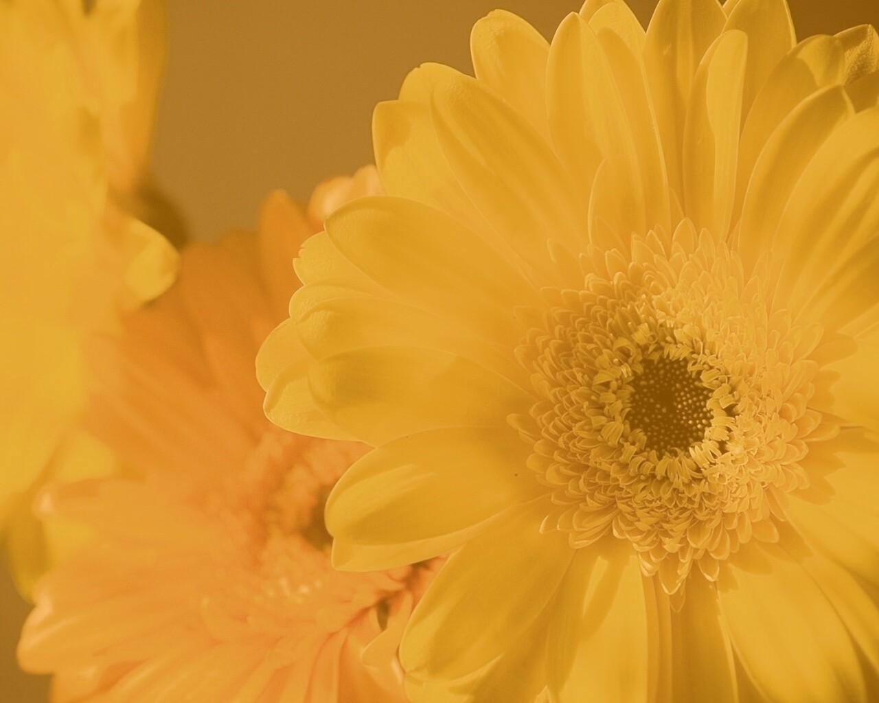 Желтый гербер обои